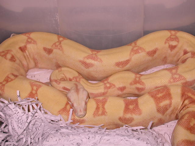 SUNGLOW