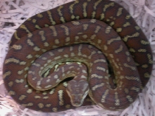 CENTRAL CARPET