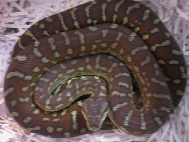 CENTRAL CARPET