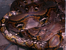 MALE RETIC