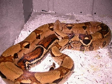 JUNGLE HET FOR ALBINO