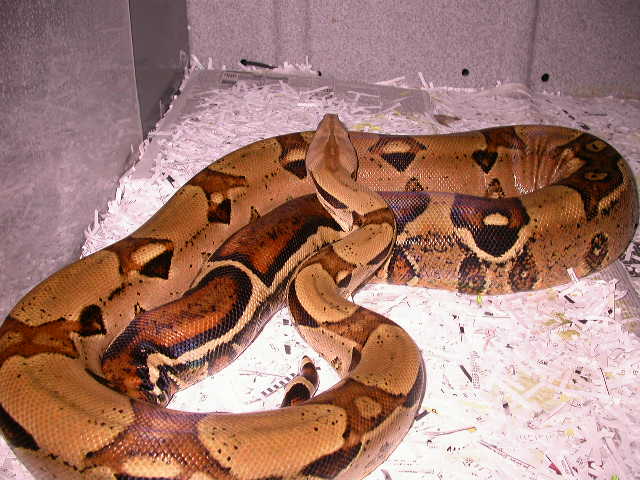 JUNGLE HET FOR ALBINO