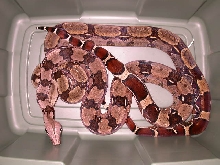 GUYANAS