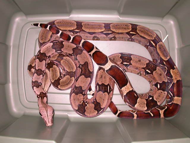 GUYANAS