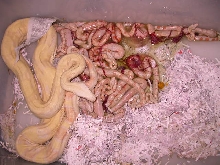 ALBINO HET STRIPE LITTER 1