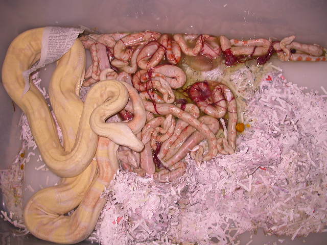 ALBINO HET STRIPE LITTER 1