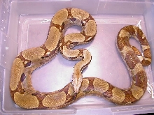 HYPOJUNGLE MALE