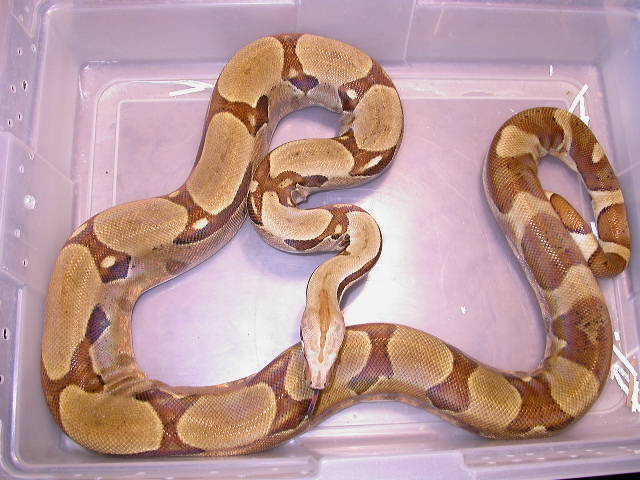 HYPOJUNGLE MALE