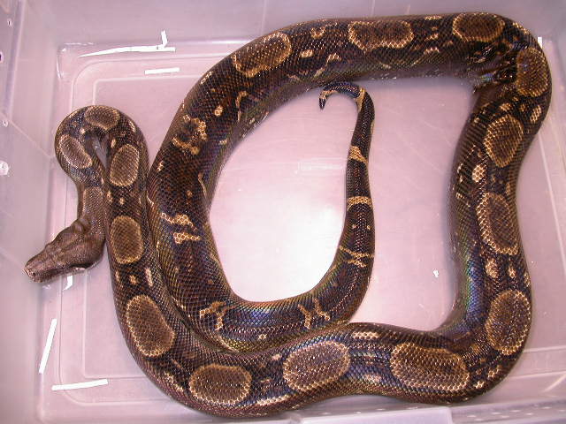 CENTRAL AMERICAN