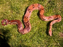 JUNGLE HET