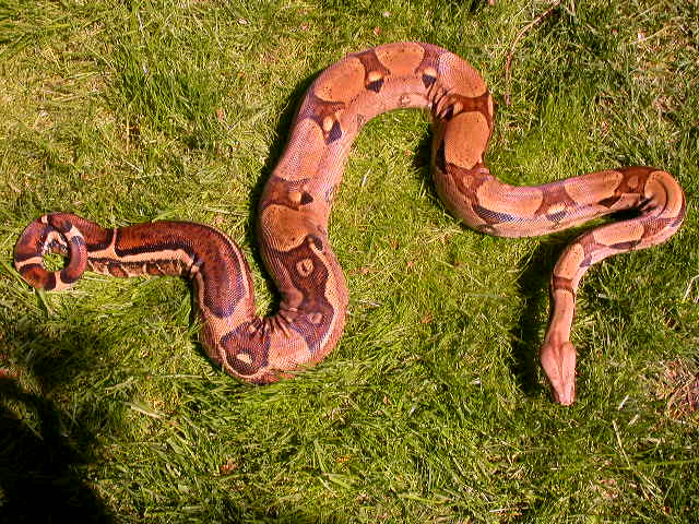JUNGLE HET