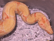 A NICE ALBINO
