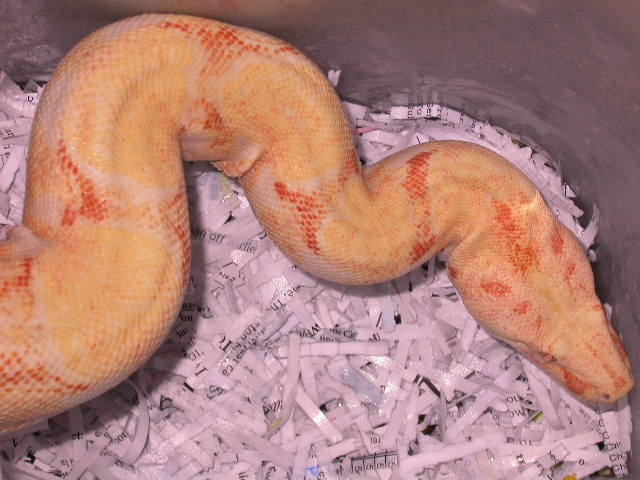 A NICE ALBINO