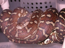 CENTRAL CARPET