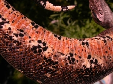C1
