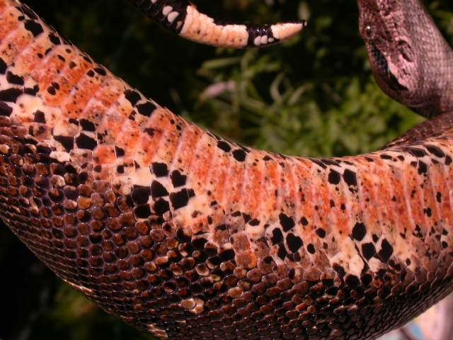 C1
