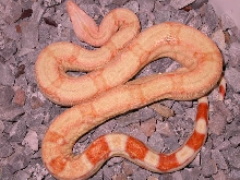 CORAL ALBINO 1