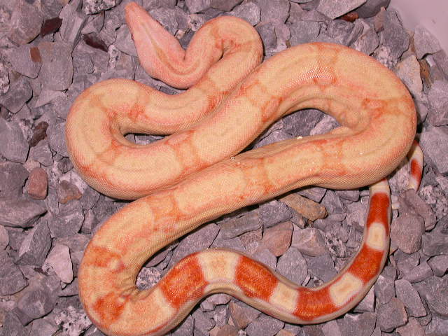 CORAL ALBINO 1