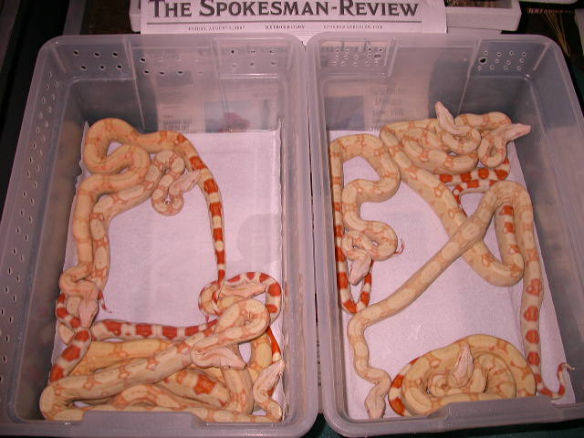 5.5 ALBINOS 50% POSS HET STRIPE