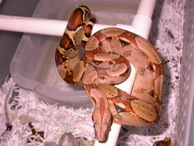 MPH3