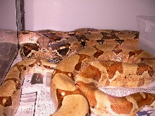 PASTEL AND HYPO JUNGLE