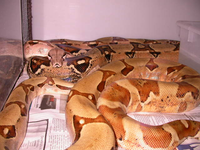 PASTEL AND HYPO JUNGLE