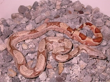 FEMALE HYPO