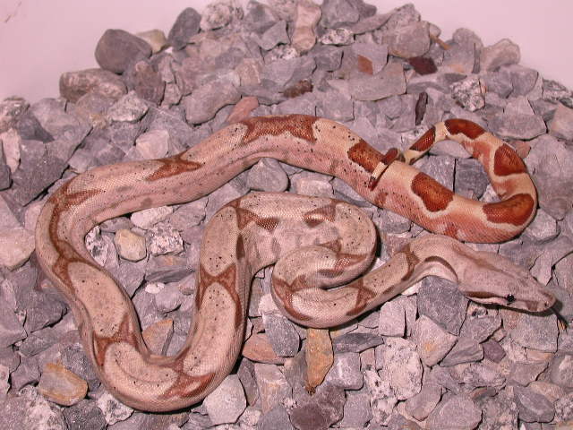 FEMALE HYPO
