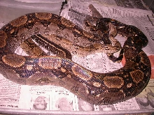 CENTRAL AMERICAN FIREBELLY OVULATING