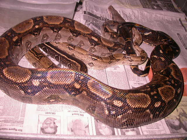 CENTRAL AMERICAN FIREBELLY OVULATING