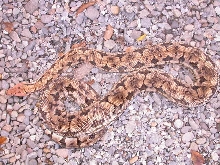 DUMERIL