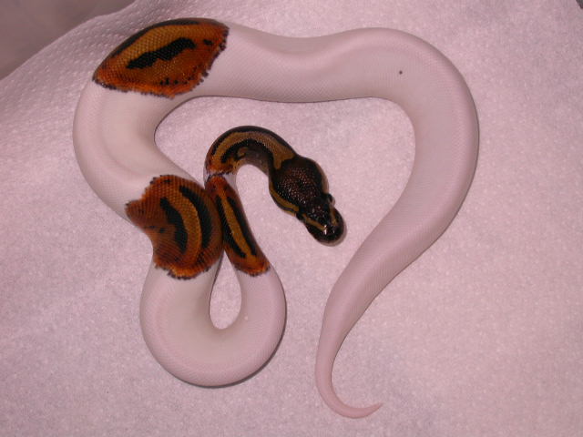 MALE PIEBALD