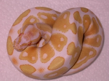 MALE ALBINO