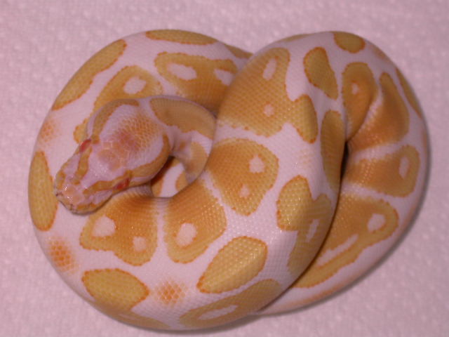 MALE ALBINO