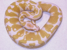 FEMALE ALBINO