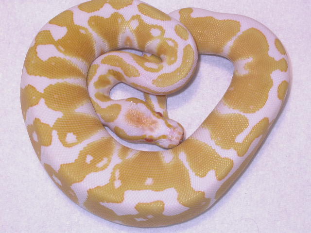 FEMALE ALBINO