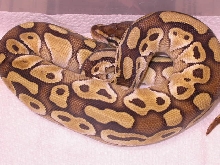 FEMALE LESSER PLATINUM