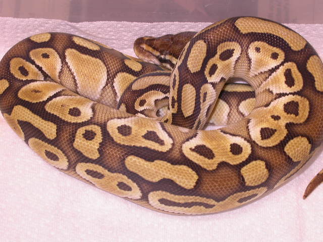 FEMALE LESSER PLATINUM