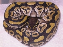 FEMALE MOJAVE