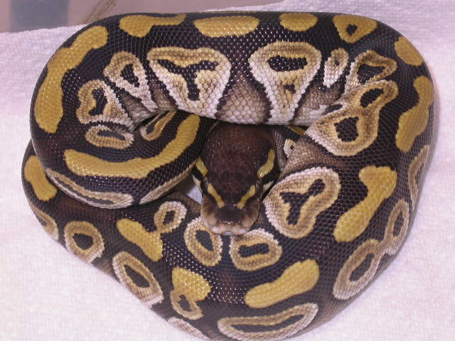 FEMALE MOJAVE