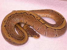 MALE PINSTRIPE