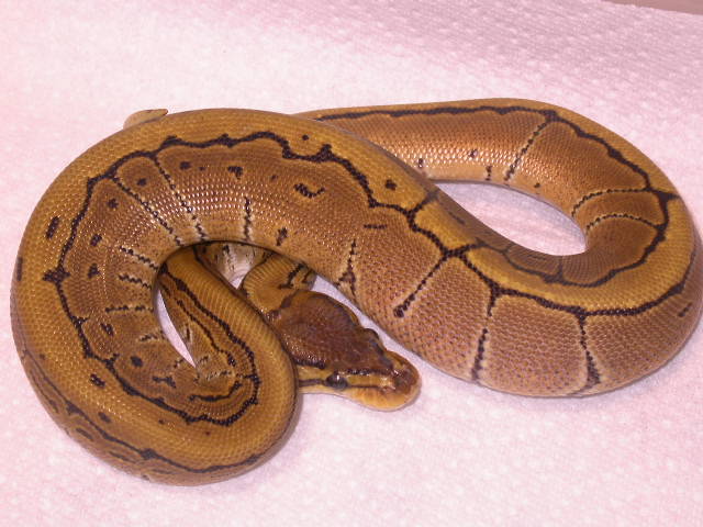 MALE PINSTRIPE