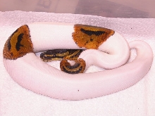 MALE PIEBALD