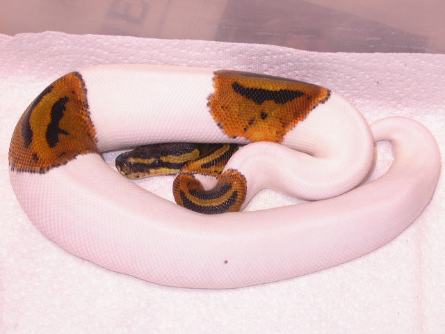 MALE PIEBALD