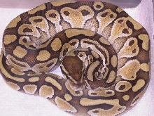 MALE LESSER PLATINUM