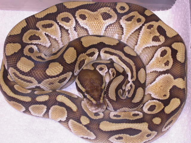 MALE LESSER PLATINUM