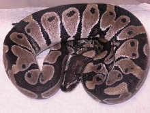 MALE AXANTHIC