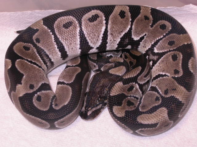 MALE AXANTHIC
