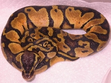 FEMALE PASTEL HET AXANTHIC
