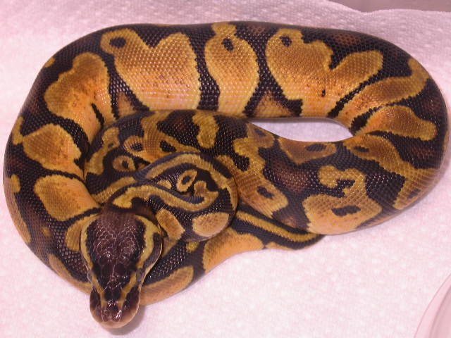 FEMALE PASTEL HET AXANTHIC
